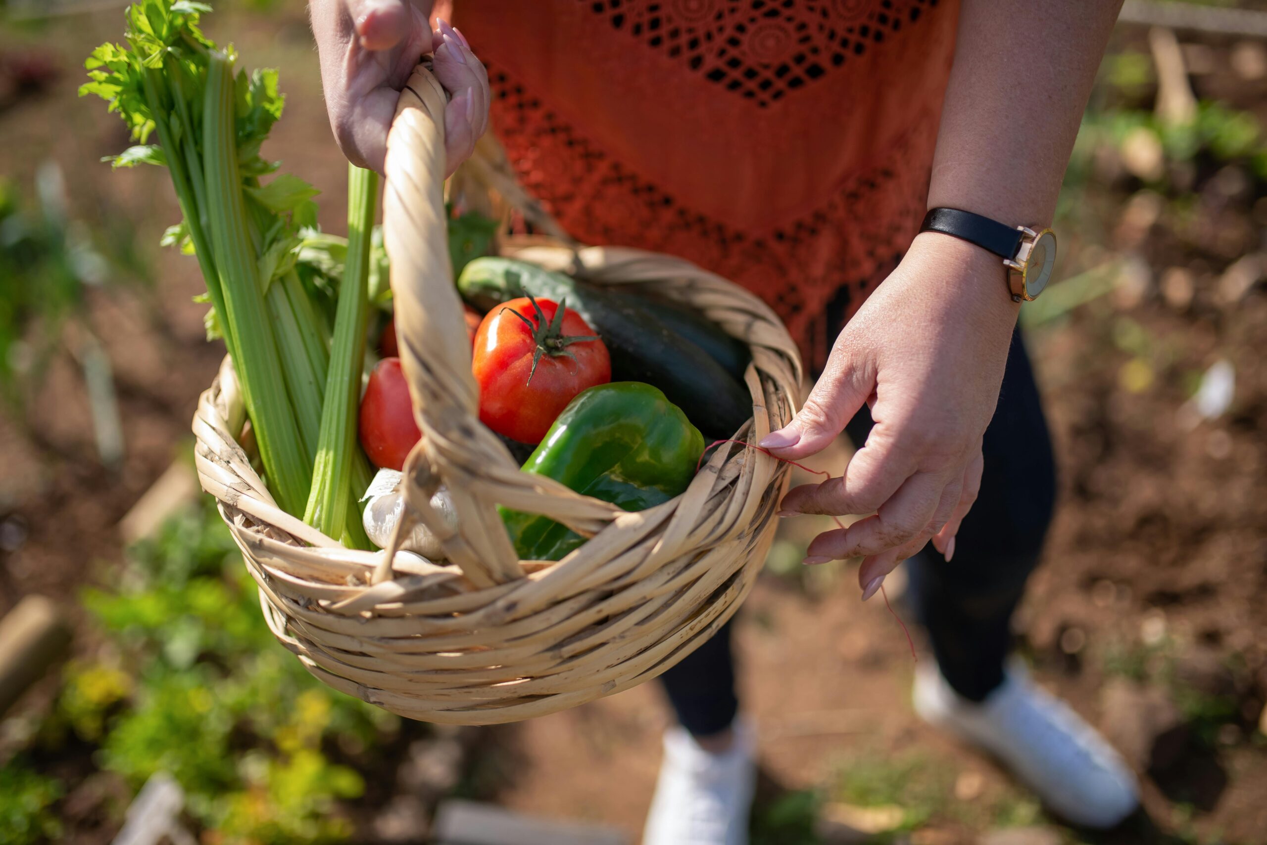 petit panier de légumes petit panier de légumes
